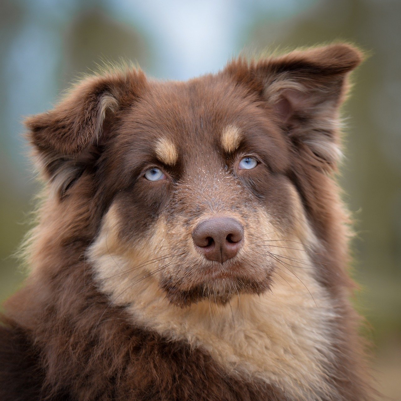 dog, australian shepherd, pet, animal, portrait, eyes, brown, sweet