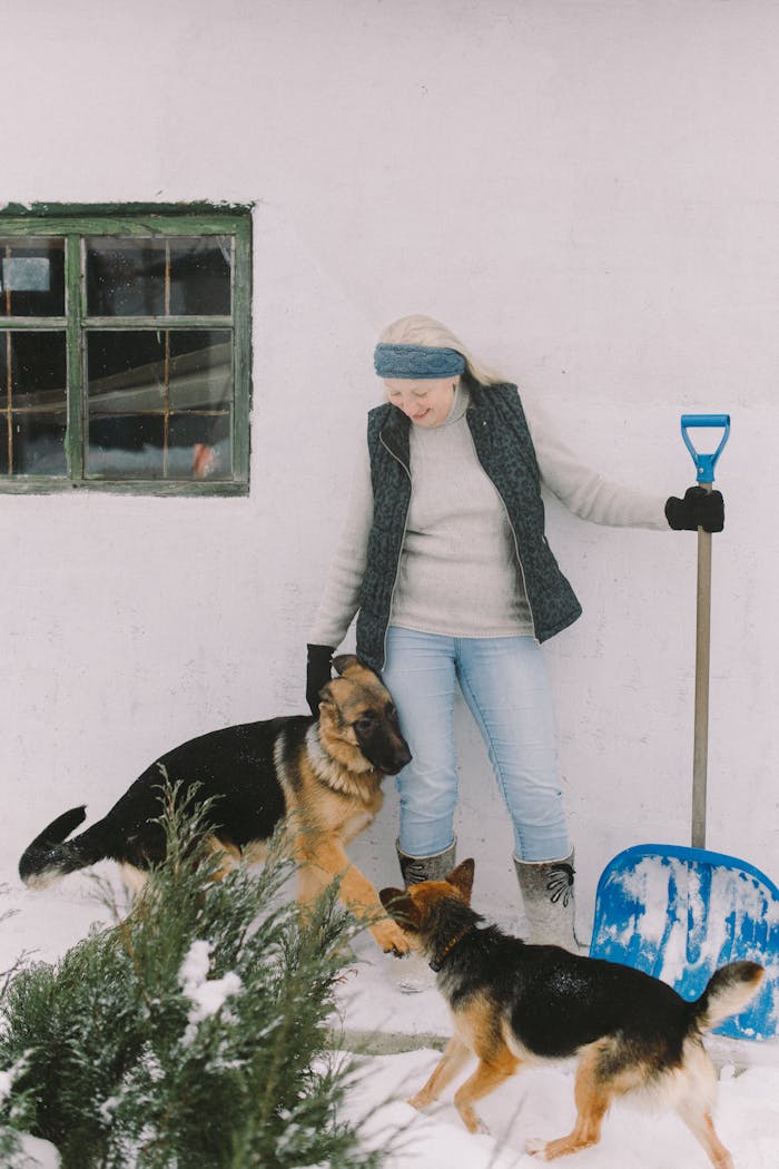 Elderly woman enjoying winter snow with her German Shepherd dogs, holding a blue shovel.